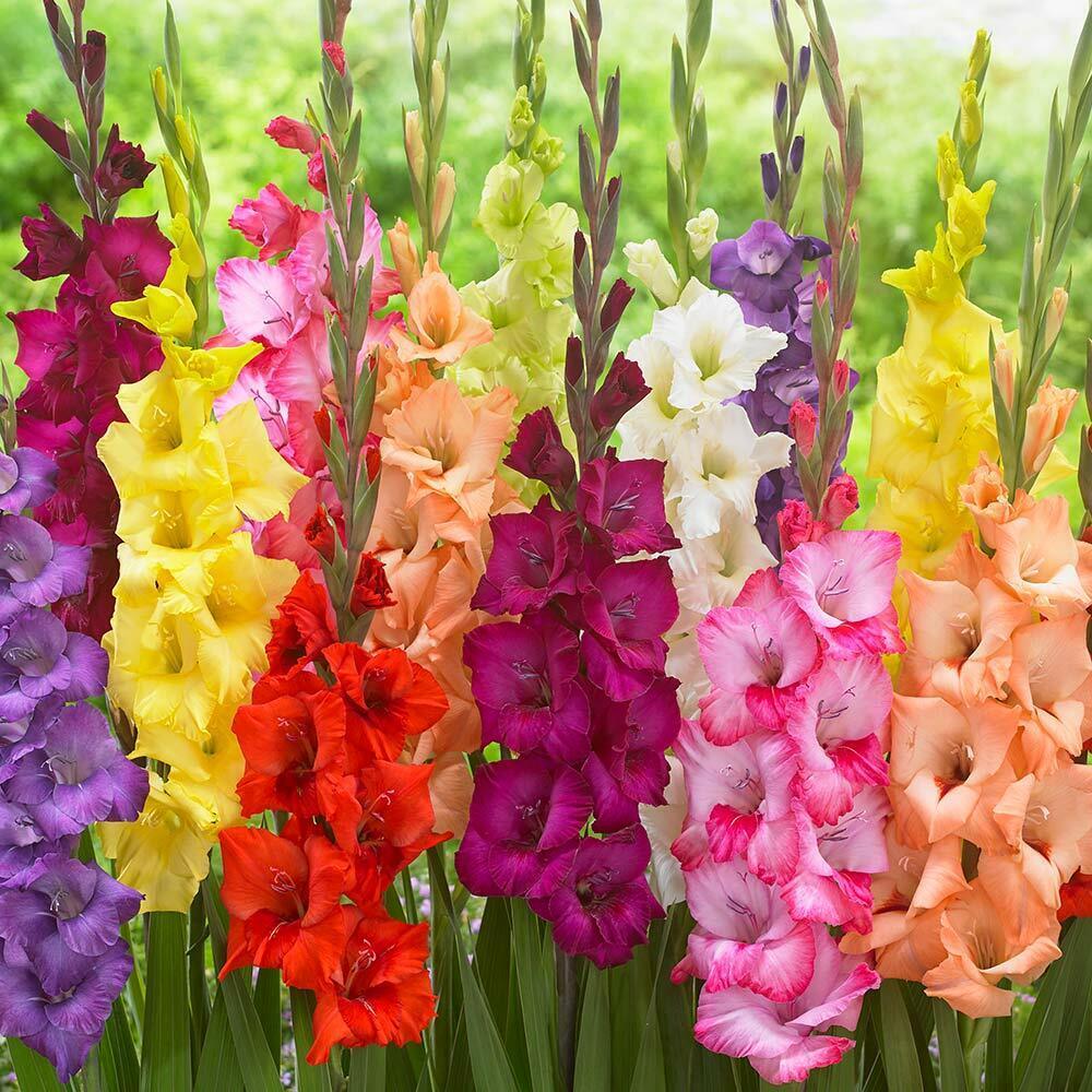китайские гладиолусы фото цветов